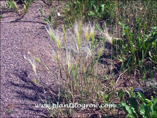 This clump was growing in the sand of a boat launch parking lot.